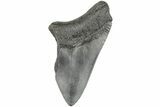 Partial Megalodon Tooth #194056-1